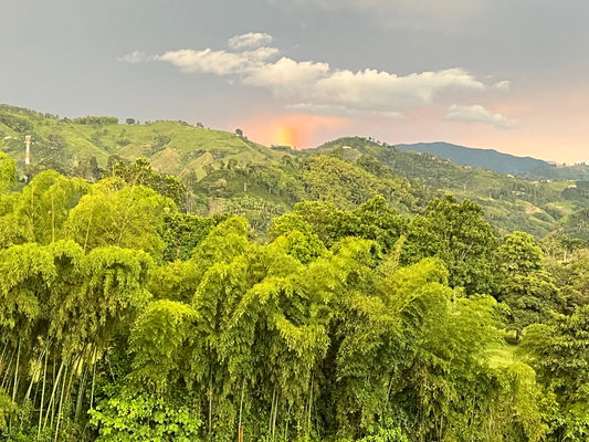 Colombia Landscape - Coffee Region